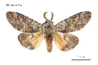 藏品(線茸毒蛾)的圖片